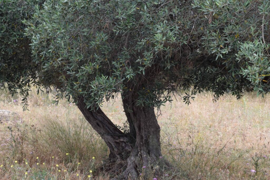 オリーブ まな板 デメリット