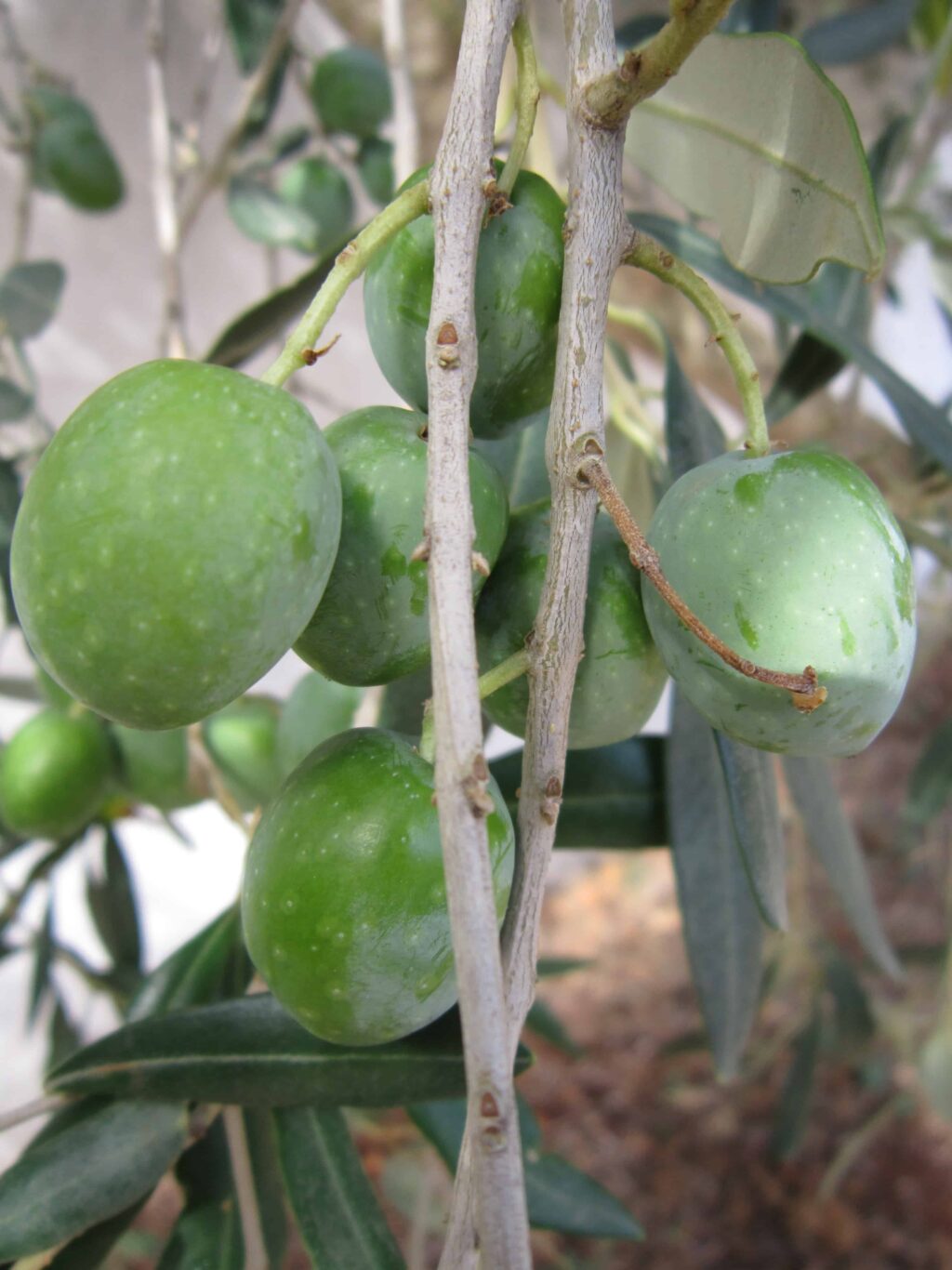 オリーブ まな板 デメリット